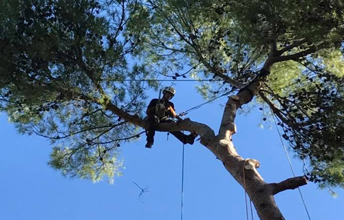 Élagage et abattage d'arbre en hauteur à  grasse Mougins et Cannes